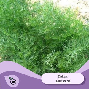 May include: A close-up of a bunch of green dill plants. The text "Dukat Dill Seeds" is visible in the image.