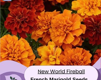 French Marigold Seeds -New World Fireball