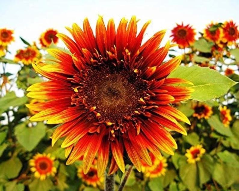 Joker Sunflower Seeds-joker Garden Flower Seeds - Etsy