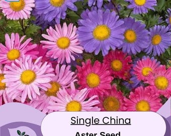 Aster Seeds China Aster Seeds - Single  Callistephus chinensis Aster seeds USA Seller