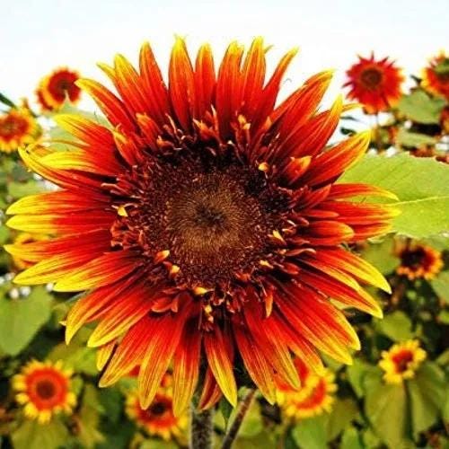 フラワー・ガーデニング Joker Joker Sunflower Seeds-joker Garden Flower Seeds - Etsy