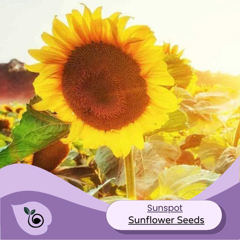 Sunflower Seeds - Sunspot - Etsy