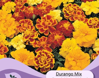 French Marigold Seeds -  Durango Marigold Seeds Mix 50 Seeds