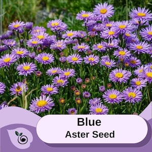 May include: A close-up image of a field of blue aster flowers in bloom. The flowers are a vibrant shade of blue with yellow centers. The text "Blue Aster Seed" is displayed on a purple background.