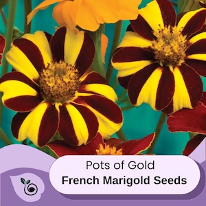 May include: Close-up of French marigold seeds called "Pots of Gold". The flowers are yellow and red with striped petals.