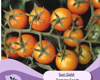 Sungold Tomato Seeds - Cherry Tomato Seeds - Sungold Cherry Tomato Seeds - Tomato Seeds