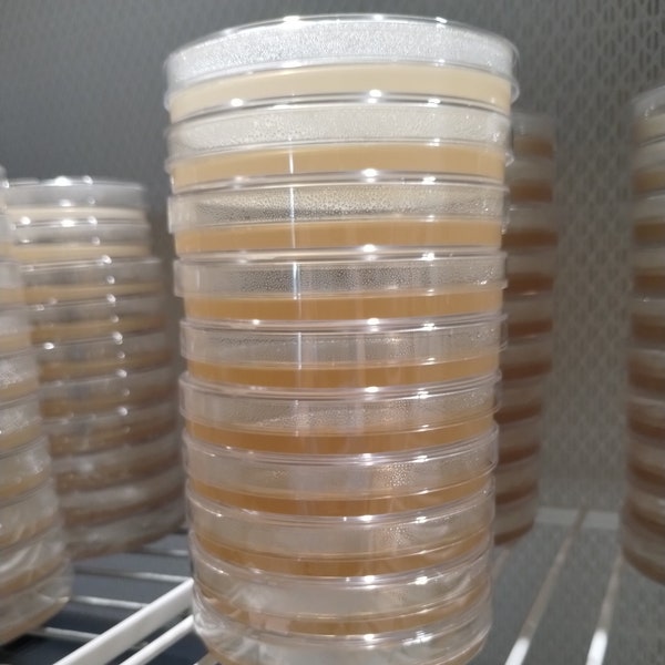 Pre Poured Agar Plates - Malt Extract Agar - 10pack - Sterile Petri Dishes w/ Parafilm for Resealing - Mushroom Cultivation - Home Mycology
