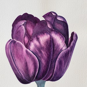 Lila Tulpe, Aquarell, Botanische Zeichnung, Blume Original botanische Malerei Fine Art, handgemalte Kunst, Innendekoration