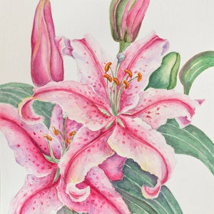 Gigli rosa, acquerello, disegno botanico Dipinto floreale originale, Dipinto floreale realistico ad acquerello, Arte murale floreale
