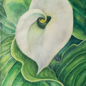 Calla, Botanical garden, Original watercolor floral painting, Realistic watercolor flower painting, Floral wall art