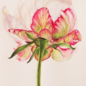 Weiße Pfingstrose zarte Blume Original Aquarell Zeichnung Illustration Blumenmalerei, Realistische Aquarell Blumenmalerei, Blumen wandbild