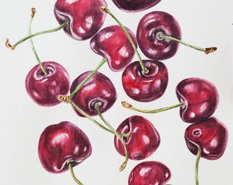 Könnte beinhalten: Eine Aquarellillustration von elf reifen Kirschen, die auf einer weißen Fläche verstreut sind. Jede Kirsche zeigt tiefrote und violette Farbtöne mit glänzenden Highlights, begleitet von dünnen, hellgrünen Stielen an den Fruchtspitzen.