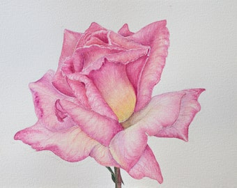 May include: A detailed watercolor painting of a single rose in full bloom. The petals display various shades of pink, transitioning to a soft yellow hue at the center. The texture of the paper is visible, and the flower is depicted with fine lines.
