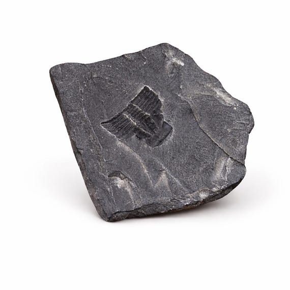 Genuine trilobite fossil extinct Cambrian period Marine Arthropod