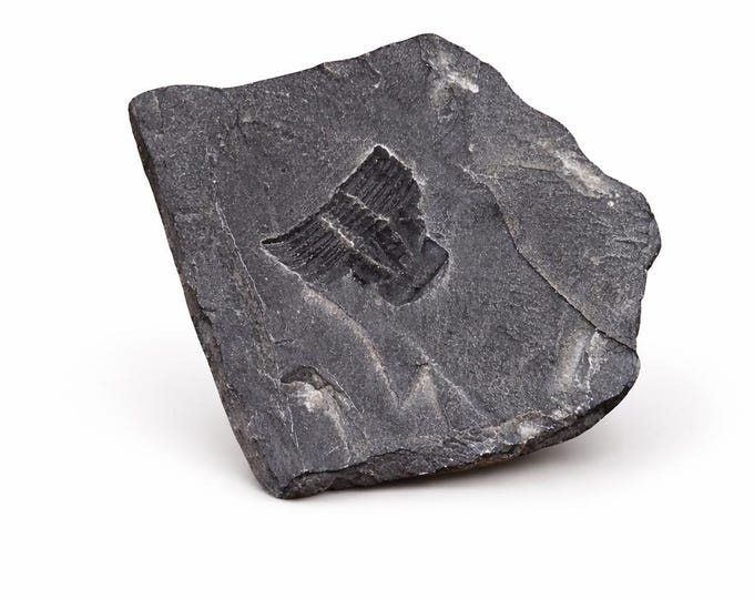 Genuine trilobite fossil extinct Cambrian period Marine Arthropod