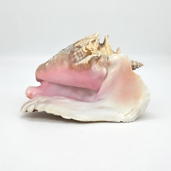 Large Queen Conch Shell | Natural Seashell, Coastal Beach Decor