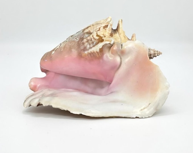 Large Queen Conch Shell | Natural Seashell, Coastal Beach Decor