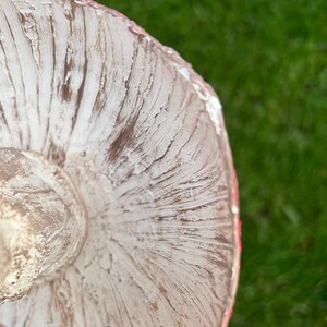 May include: Close-up of the underside of a white mushroom with a red rim. The mushroom has a textured surface and a slightly raised center.