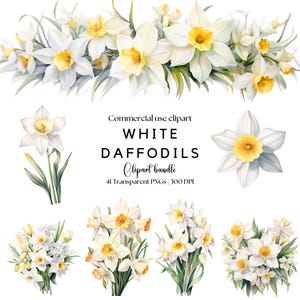 Clipart jonquille blanche | Jonquilles aquarelles | Clipart de Pâques | Clipart floral | PNG fleurs de printemps | Fleurs de mariage jonquilles