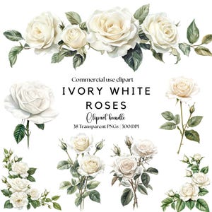 Aquarell Elfenbein weiße Rosen Clipart | Weiße Rose png | Weiße Blume png | Aquarell Rose png | Hochzeit einladen | Weiße Hochzeit Florale