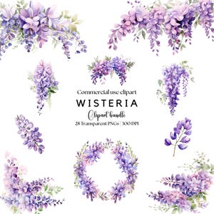 Clipart di glicine / Fiori ad acquerello / Glicine viola / Glicine ad acquerello / Fiori primaverili / Fiori primaverili / Fiore viola png
