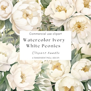 Acquerello avorio bianco peonia floreale clipart / fiore bianco png / fiori bianchi da matrimonio / invito di nozze / fiori da matrimonio / crema peonia