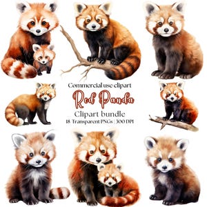 Clipart de Panda Vermelho em Aquarela | Animal fofo | Adesivo de Panda Vermelho | Panda Vermelho fofo | Desenho de Panda Vermelho | Arte de Panda Vermelho | Panda Vermelho PNG