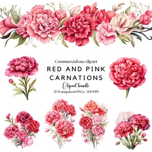 赤とピンクのカーネーションのクリップアート | 水彩画のカーネーションの花 | ピンクの花柄 | 結婚式 | バレンタインの花 | ピンクのカーネーション