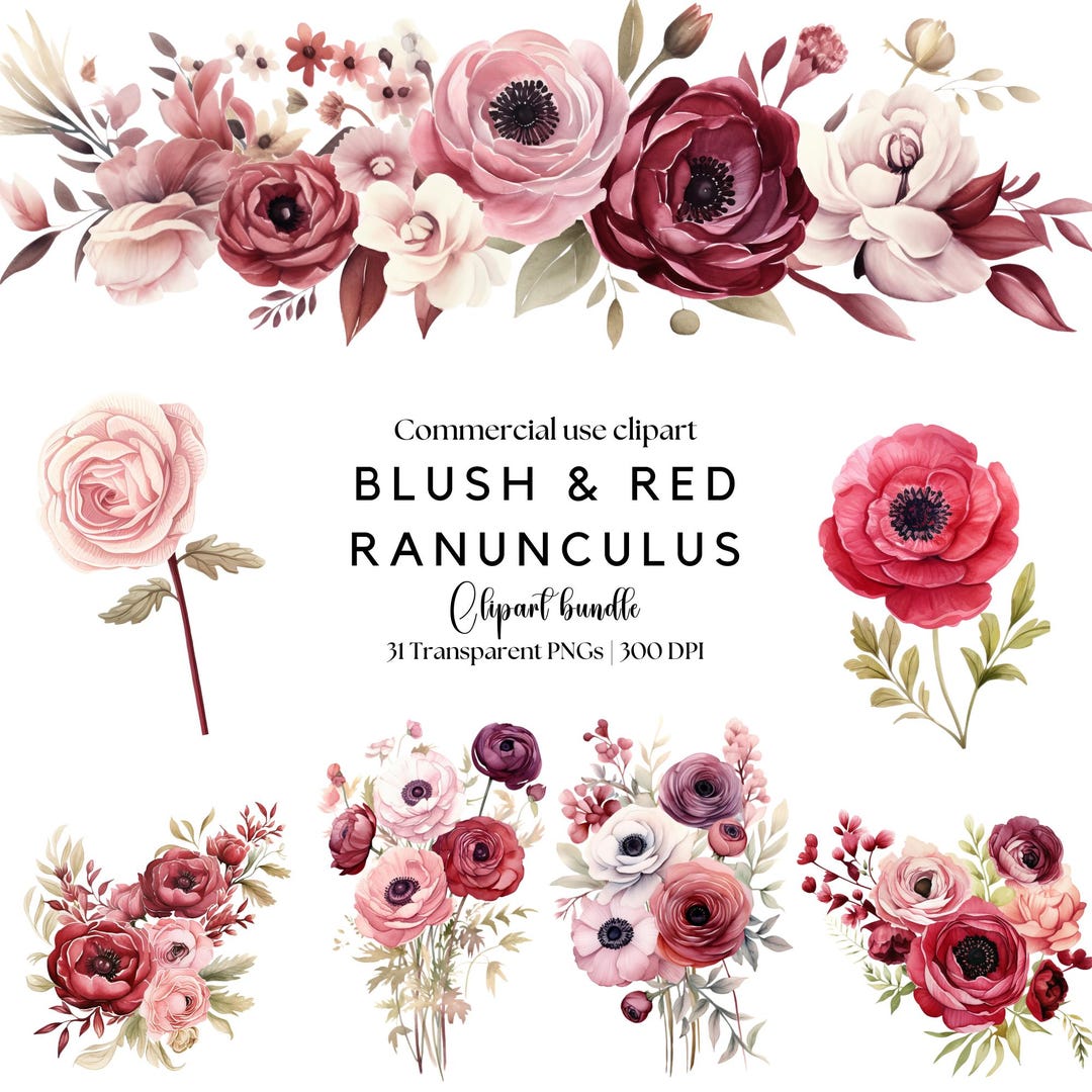 Blush & Red Ranunculus Floral Clipart - Ranunculus Png, Ranunculus ...