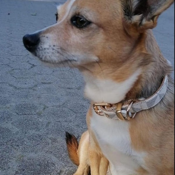 2.5cm Dog collar and leash set, leather dog collar, design dog collar, quality dog collar, luxury dog collar.