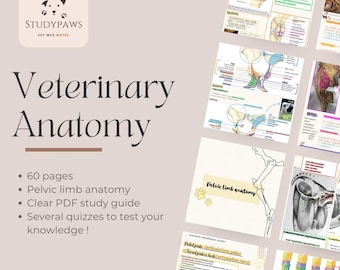 Veterinaire anatomienotities - bekkenbeen – duidelijke pdf-studiegids voor studenten dierenartsen | Digitale download