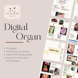 Op de afbeelding: Digitale orgaanstudiegids met 20 pagina's veterinaire anatomie-aantekeningen. De omslag toont de tekst "Digital Organ" en "STUDYPAWS VET MED NOTES". Extra pagina's met diagrammen en aantekeningen zijn zichtbaar.