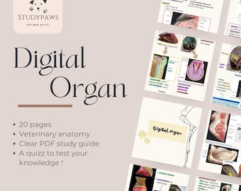 Veterinaire anatomische aantekeningen - digitaal orgel – duidelijke pdf-studiegids voor studenten dierenartsen | Digitale download