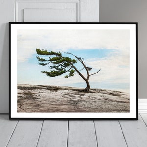 Killbear Tree Wall Art - Georgian Bay Windswept Pine Watercolour | Iconic Canadian Landscape | Cottagecore Digital Download Print