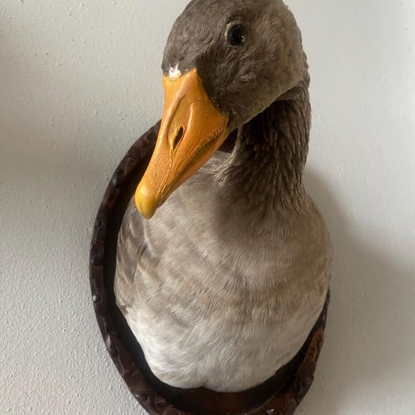 Präparierte Gans | Skurrile Deko | Wanddekoration im Cottagecore-Stil | Viktorianische Kuriositäten | Unikat