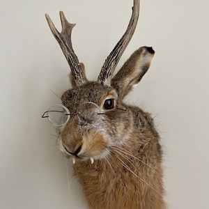 Jackalope
