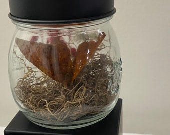 Real Mounted Butterfly in Jar