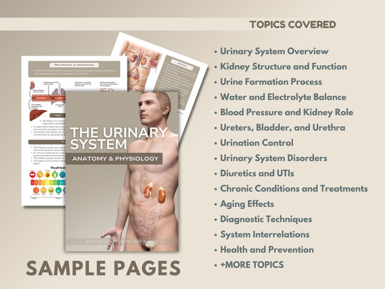 Human Urinary System | A&P Guides | Digital Study Notes | Nursing Guide ...