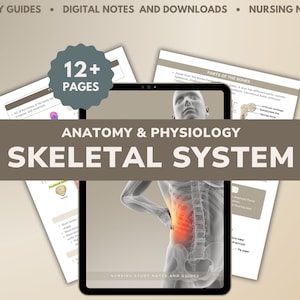 Skeletal System Anatomy & Physiology - Nursing Study Guide (Digital Notes)
