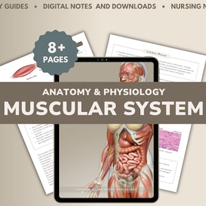 Muscular System Study Guide | Anatomy & Physiology Notes (PDF)