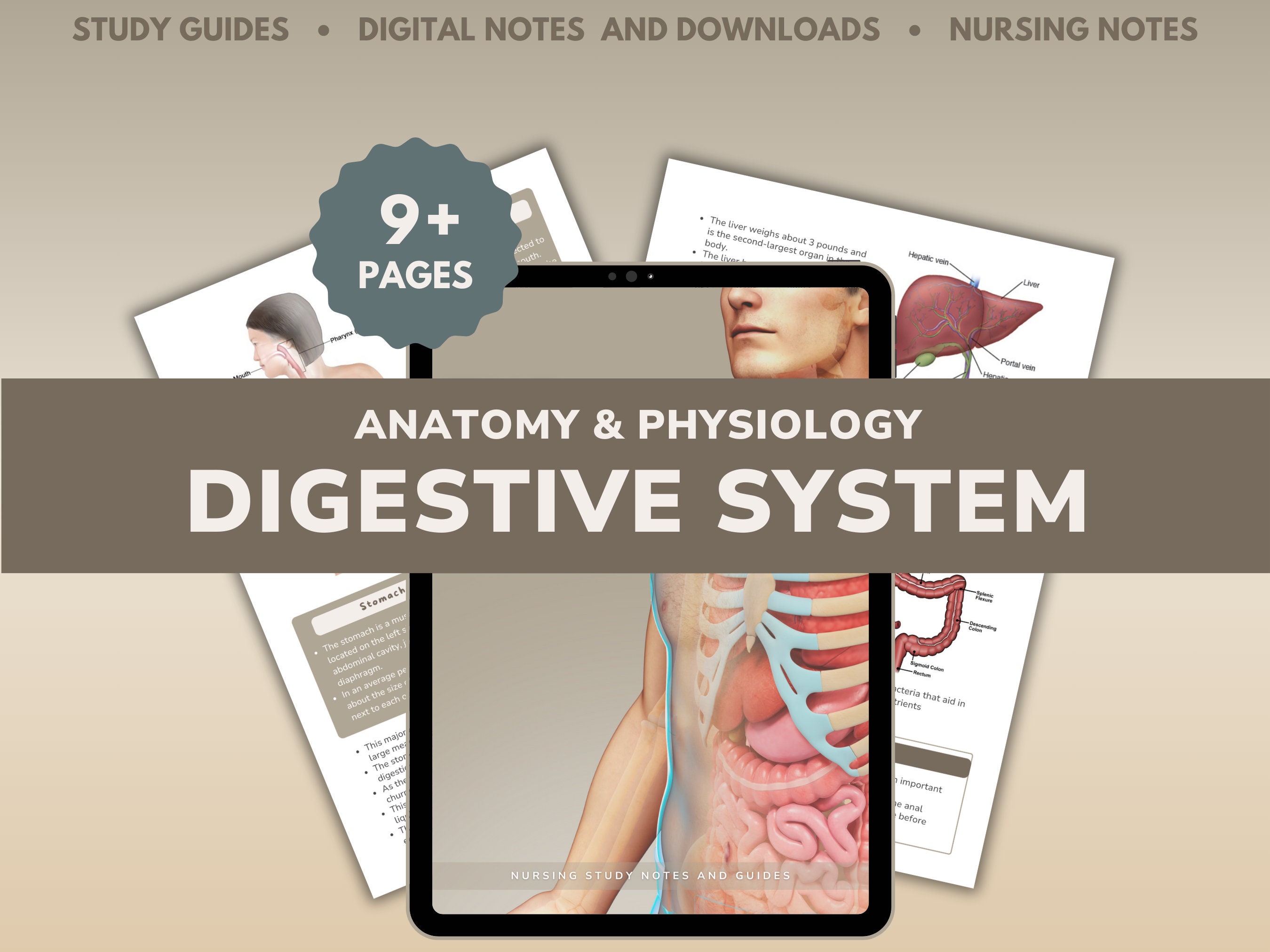 Anatomy digestive system - Etsy België, image size:2700x2025