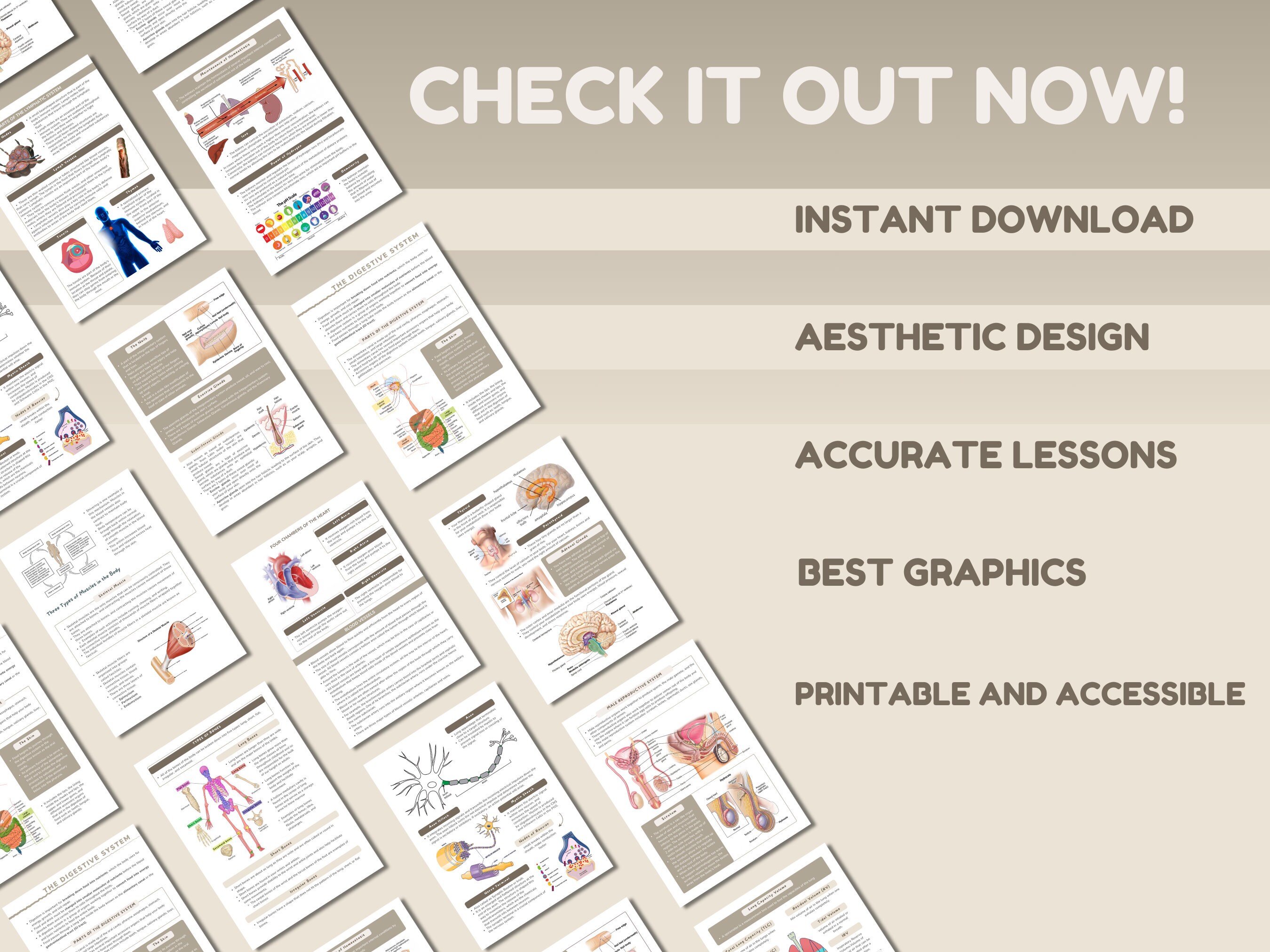Anatomy and Physiology COMPLETE BUNDLE | Digital Study Guide | 147 ...