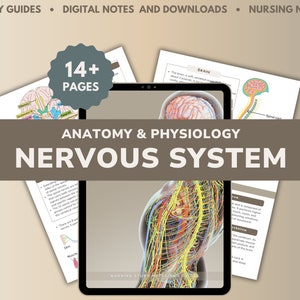 Könnte beinhalten: Ein digitaler Studienführer für das Nervensystem mit über 14 Seiten. Der Leitfaden enthält Illustrationen von Gehirn, Rückenmark und Nerven. Der Text im Leitfaden lautet "Anatomie & Physiologie Nervensystem".