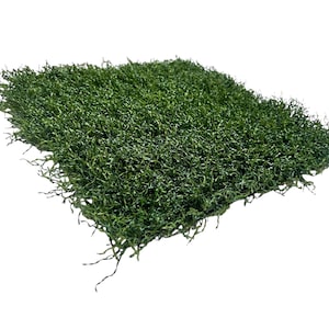 May include: A square of artificial green moss with a dense, textured appearance. The moss has a vibrant, natural green color and a slightly irregular shape, suggesting a realistic, organic look. Ideal for craft projects.