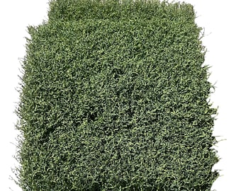 Artificial Grass Squares 2 Pack | Recycled Athletic Field Turf Tiles | DIY Crafts Diorama Dollhouse Model Train Decor