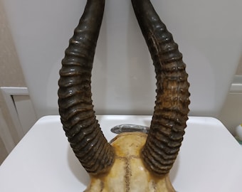 Natural gazelle Head Skull Horns Taxidermy/Decor Wall Hanging H -24 cm.
