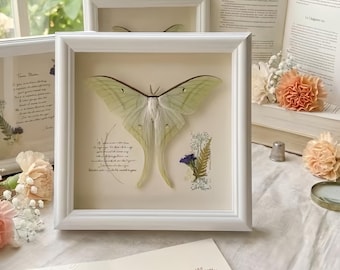 Personalized Giant Moon Moth Frame Art, Mother’s Day Gift, Butterfly Specimen Shadow Box, Handmade Nature Insect Wall Decor, Present for Her