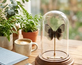 Real Preserved Butterfly Dome, Apollo Butterfly Glass Display, A1 Quality Natural Specimen, Personalized Insect Decor, Custom Engraved Gift