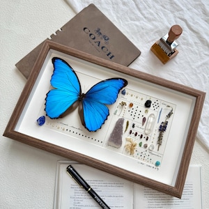 Preserved Morpho Butterfly In Wooden Frame, Real Butterfly, Dried Flower and Butterfly Specimen In Glass Cover,Plant Specimen Home Decor