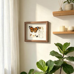 May include: A framed butterfly specimen with orange and black wings, displayed on a white background with botanical illustrations. The wooden frame hangs on a cream-colored wall, near wooden shelves with candles and a potted plant. A large green plant is in the foreground.
